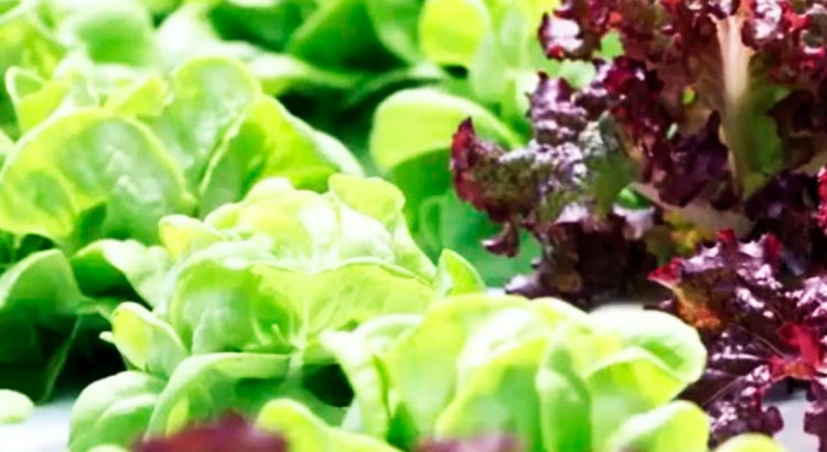 aquaponie-commerciale-salades